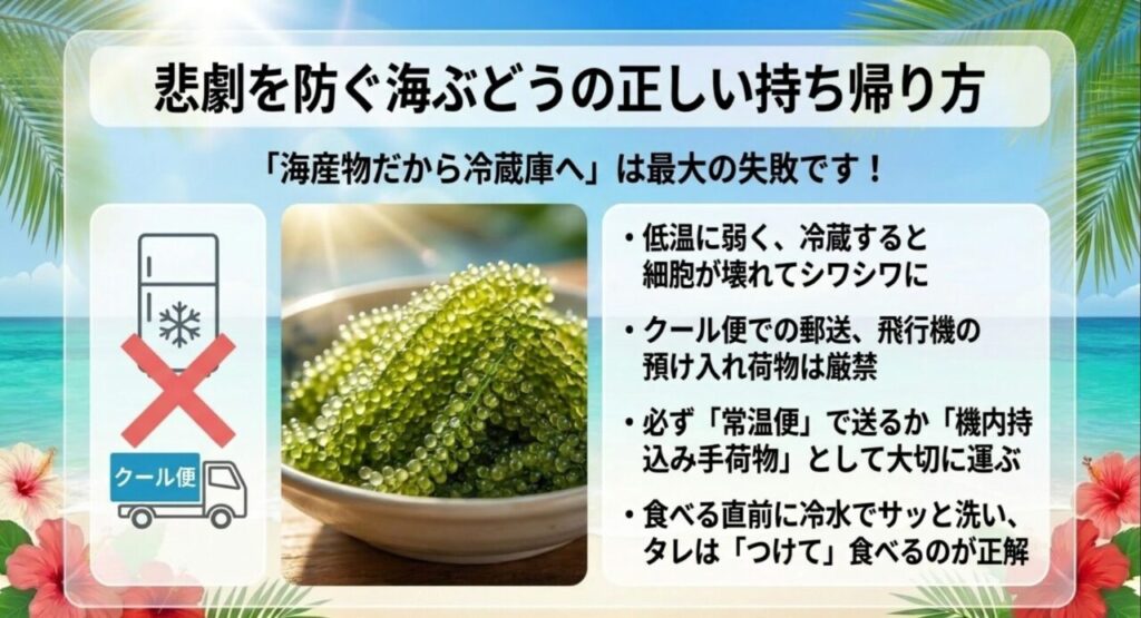 海ぶどうを冷蔵庫に入れない正しい常温での持ち帰り方